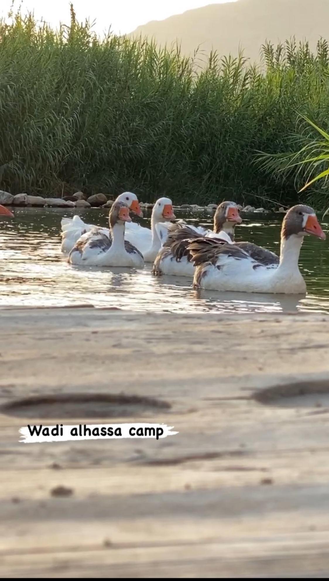Hotel Wadi Al-Hassa camp Khawkhah Esterno foto